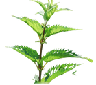 Urtica dioica ortie